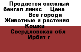 Продается снежный бенгал(линкс) › Цена ­ 25 000 - Все города Животные и растения » Кошки   . Свердловская обл.,Ирбит г.